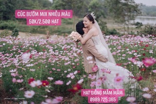 2.500 hạt Cúc bướm hồng đỏ trắng