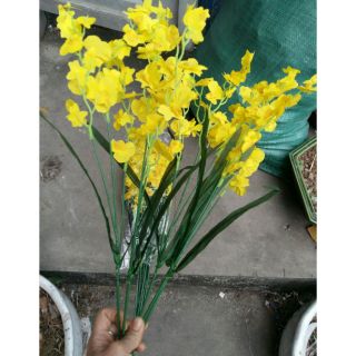 60 cành hoa lan vũ nữ giá tại xưởng