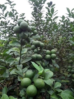 cây chanh tứ quý