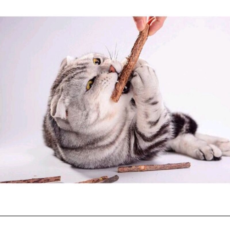 SET 5 QUE GỖ CATNIP BẠC HÀ CHO MÈO NHAI SẠCH RĂNG
