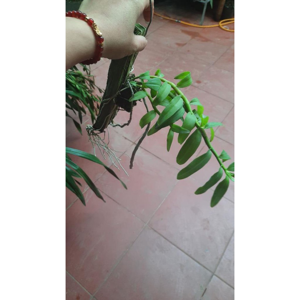 hoa phong lan phi điệp tím thái | BigBuy360 - bigbuy360.vn