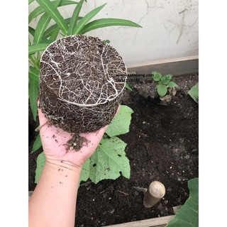 5kg Đất Ươm Cây Hữu Cơ Tạo Nên Những Cây Con Tốt