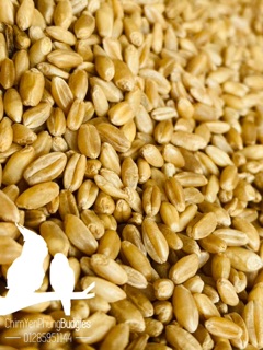 2kg hạt lúa mì (lúa mạch) vàng, hạt đẹp tỉ lệ nảy mầm cao.
