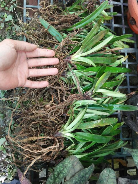 1 cây lan hài Henry chưa hoa