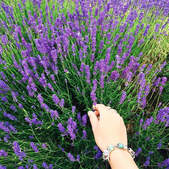 Hạt Giống Hoa Oải Hương/Lavender  -