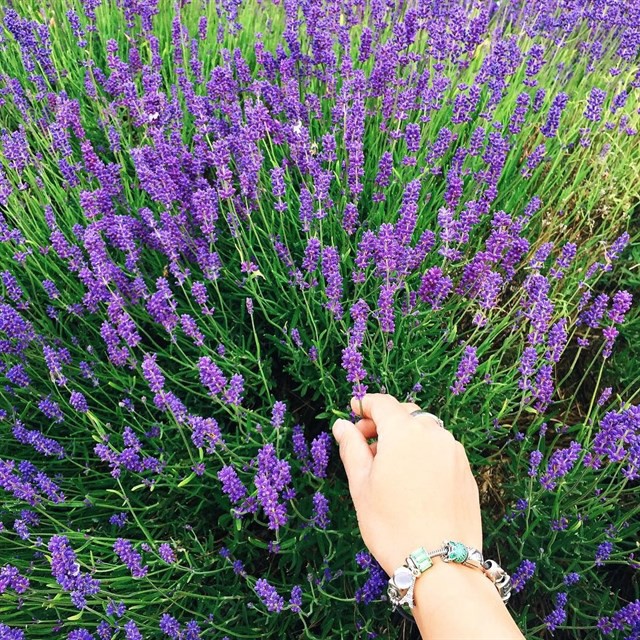 Hạt Giống Hoa Oải Hương/Lavender ( 100 hạt) - MUA 3 TẶNG 1 CÙNG LOẠI