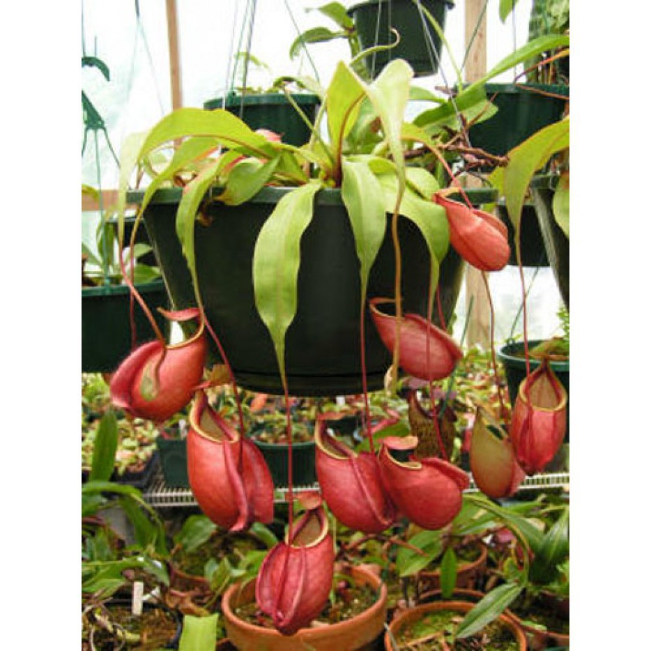 50H - HẠT GIỐNG CÂY NẮP ẤM luckyseed hạt siêu rẻ