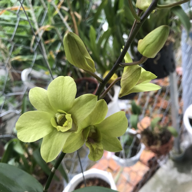 Lan Denro cây đag cho nụ, hoa