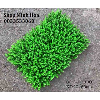 Thảm Cỏ Tai Chuột kích thước 60cmx40cm- Thảm cỏ giả trang trí tường hoa, backgroud