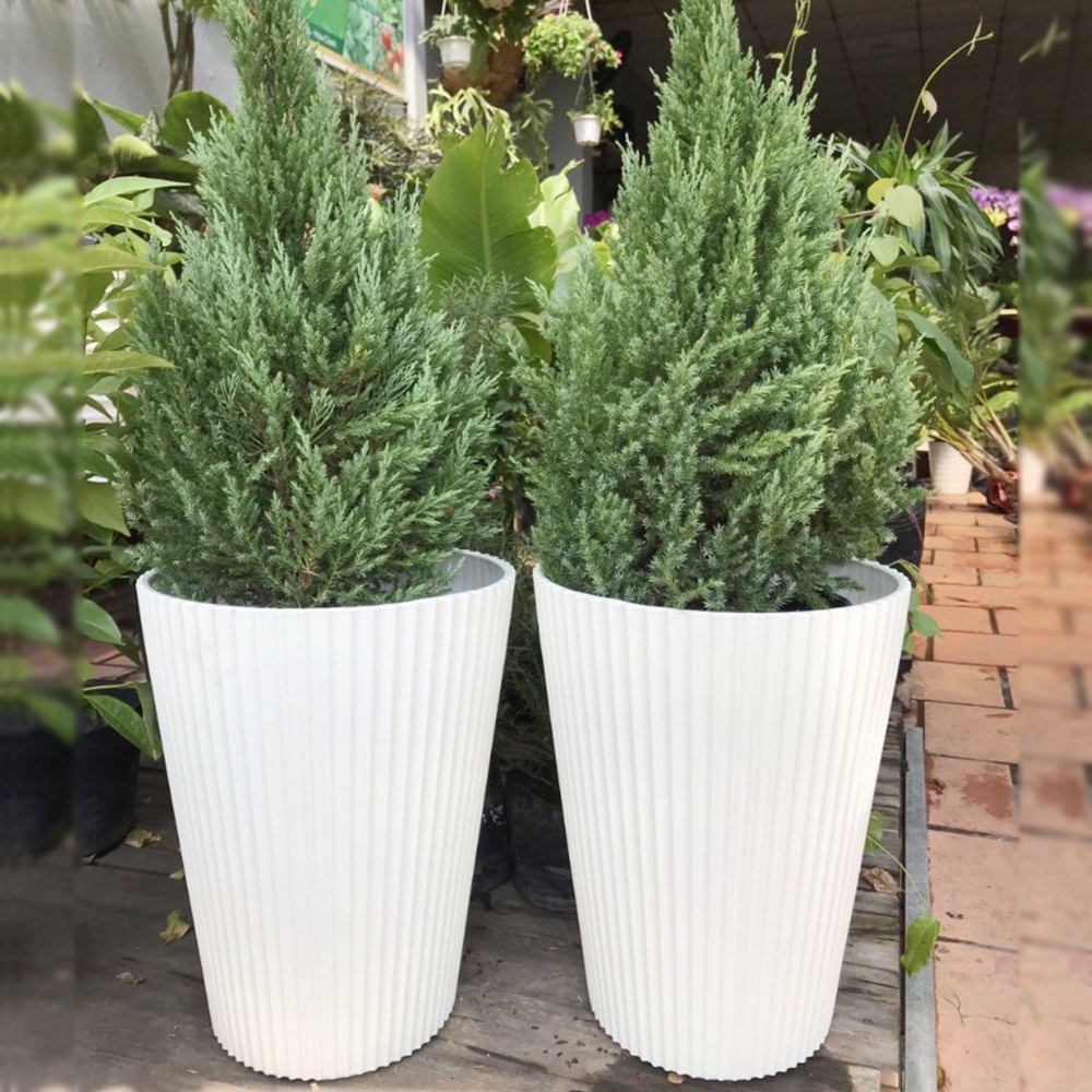 Set 02 Chậu nhựa gân sọc trắng cao cấp - hàng siêu dày, 3 size