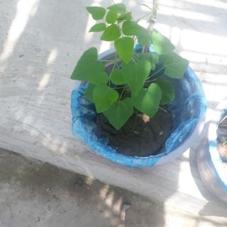 Hạt giống đậu rồng 15000/10 hạt