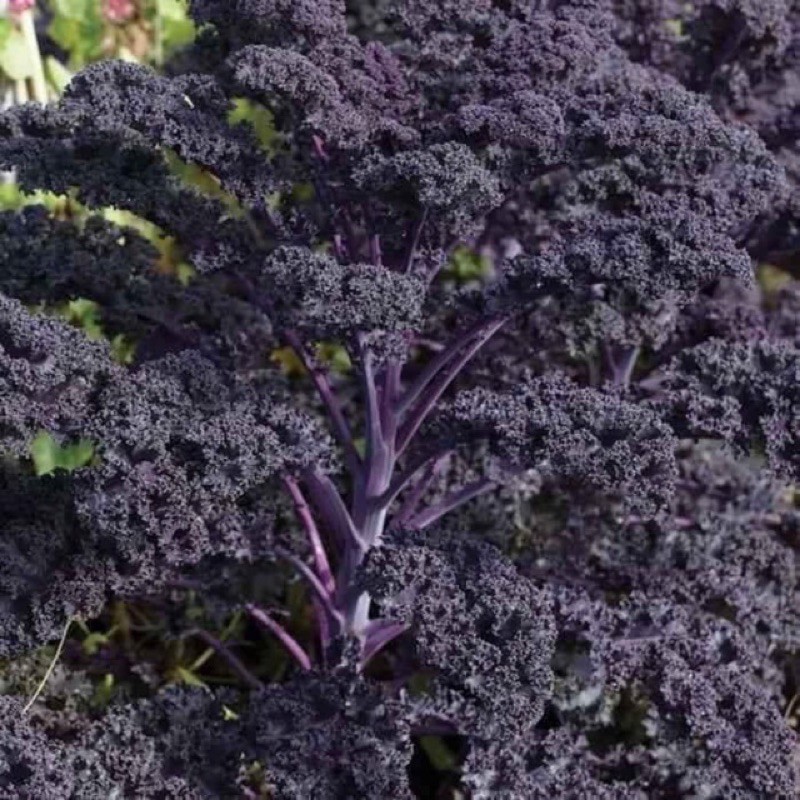 Cây giống cải Kale xoăn tím