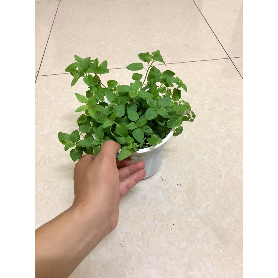 Cây kinh giới dại Oregano