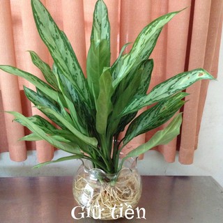 Cây Giữ Tiền Thuỷ Sinh đã gồm chậu ( Hình thật )