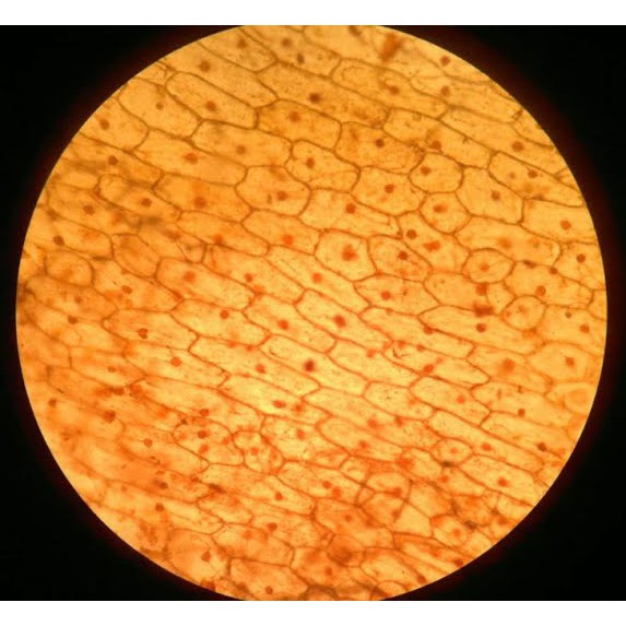 Kính hiển vi Foldscope, chính hãng