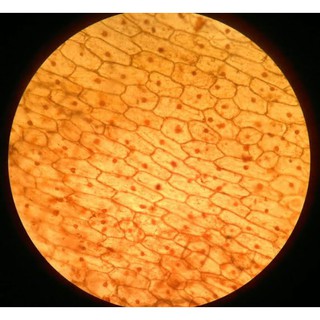 Kính hiển vi Foldscope, chính hãng