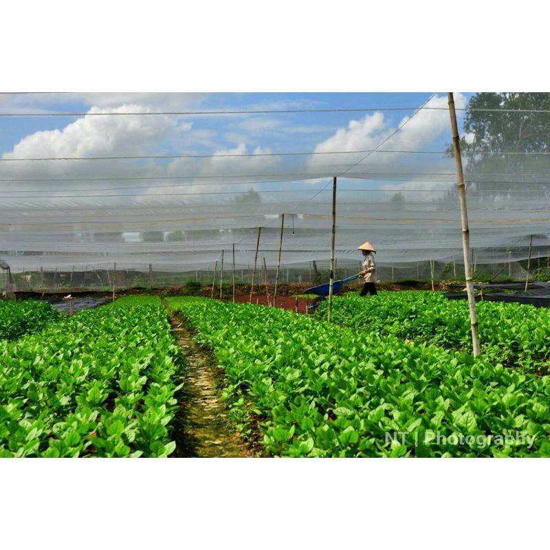 Gói hạt rau mồng tơi lá to