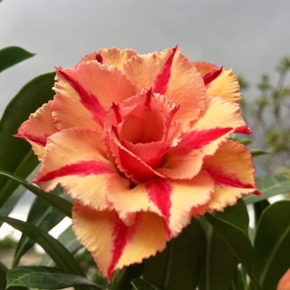 Sứ thái(hoa hồng sa mạc)