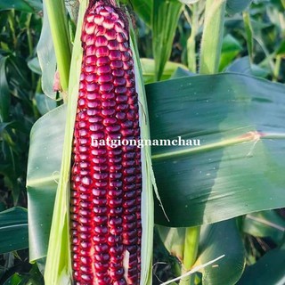 10 GRAM - HẠT GIỐNG BẮP NGÔ TÍM NĂM CHÂU