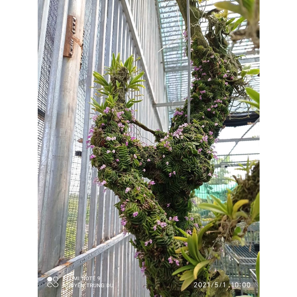 5 khóm lan chân rết, thích hợp bán cạn, terrarium