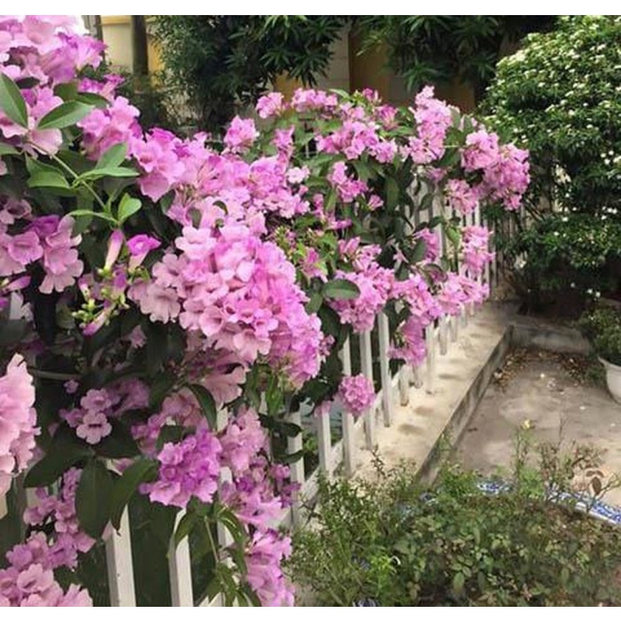 10 hạt giống HOA LAN TỎI SIÊU HOA