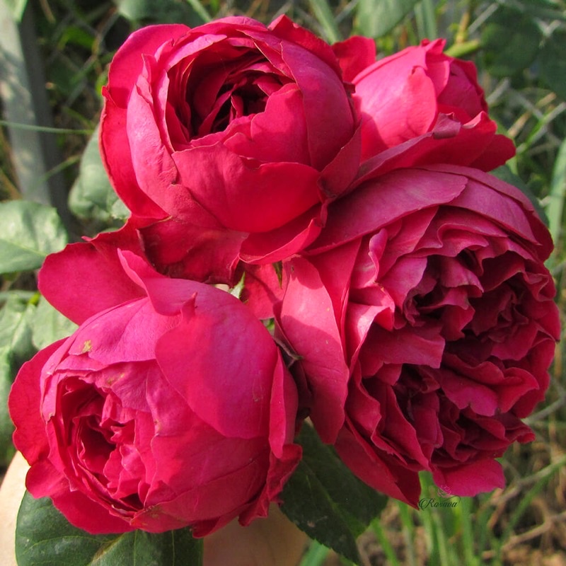 Hoa hồng leo Red Eden rose - hoa thơm