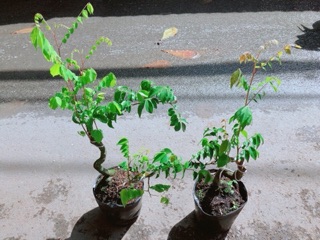 Cây Khế Bonsai