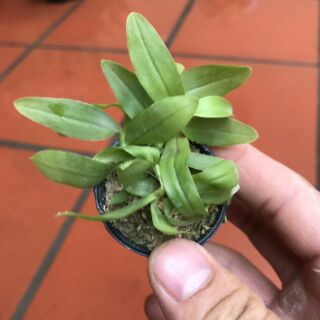 Phi điệp 5ct HD