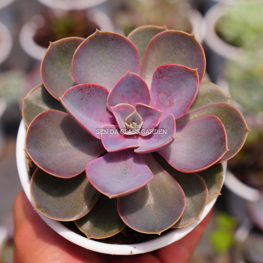 Sen đá Hồng dâu chậu trung 9cm GLASS GARDEN, Sen đá đà lạt thuần khí hậu