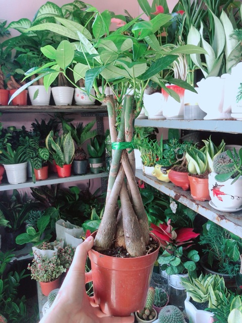 Kim Ngân Thắt Bính 5 Thân