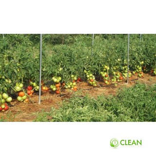 Gói 30 Hạt giống cà chua khổng lồ nhiều màu