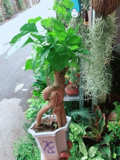 Chậu Cây Hạnh Phúc Bonsai
