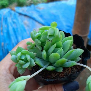 Sen đá xương rông
