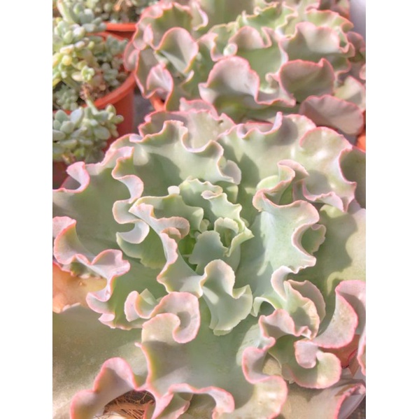 [ Ở ĐÂY CÓ 1 CHIẾC SEN ĐẸP ] SEN ĐÁ BẮP CẢI XOĂN ( Echeveria ‘Crinoline Ruffles' ) SIZE 15CM ĐÃ THUẦN KHÍ HẬU