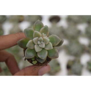 Sen đá kim tuyến mini 2-4cm