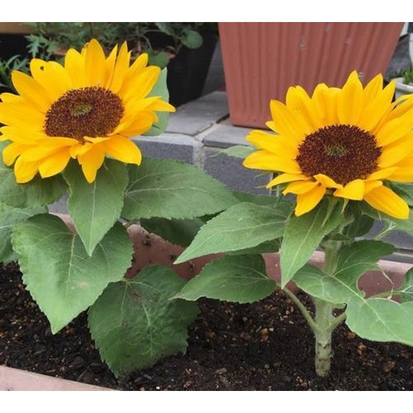 Hạt giống hoa Hướng Dương Lùn