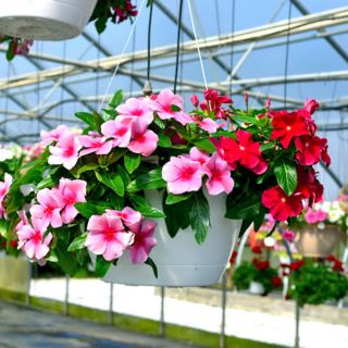 Cây Dừa Cạn Rủ -Chậu Treo ( loại lớn )