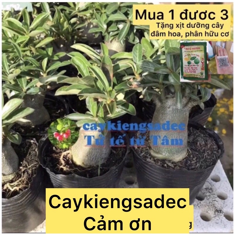 caykiengsadec combo 2 cây sứ thái con + tặng phân bón-hoa kiểng lá-trang trí nội thất cảnh quan sân vườn ngoài trời
