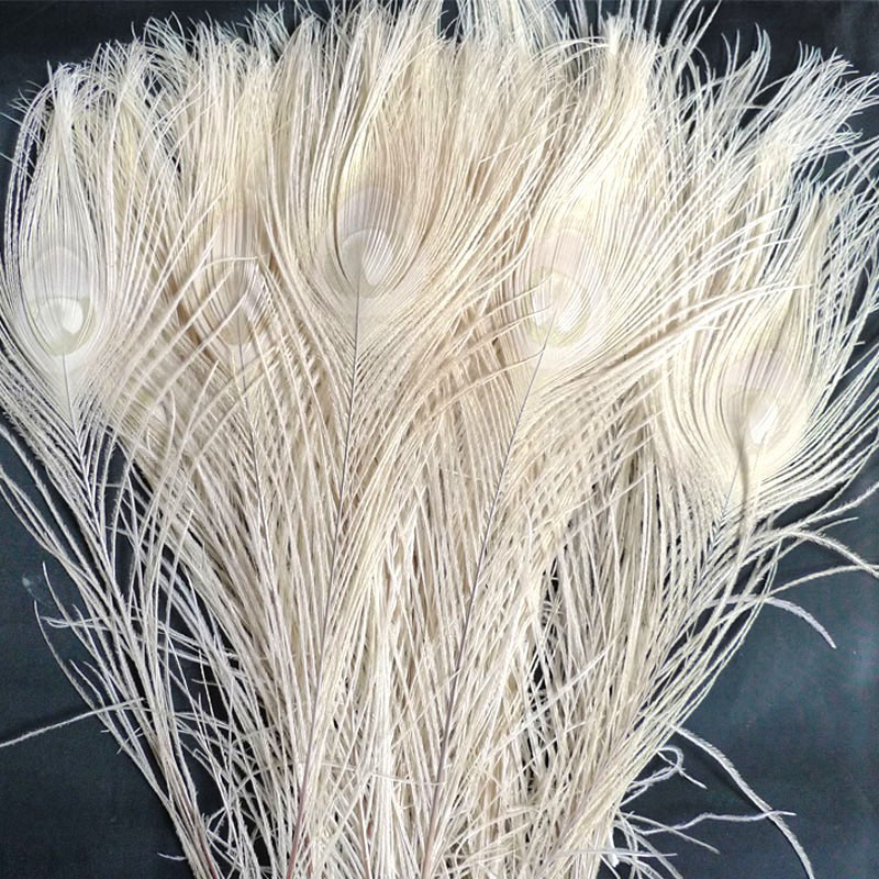 10 Lông công Trắng Ấn Độ 25-30cm – Mắt vừa tự nhiên 100% | BigBuy360 - bigbuy360.vn