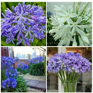 Củ hoa thanh anh tím,trắng, xanh ngậm nụ