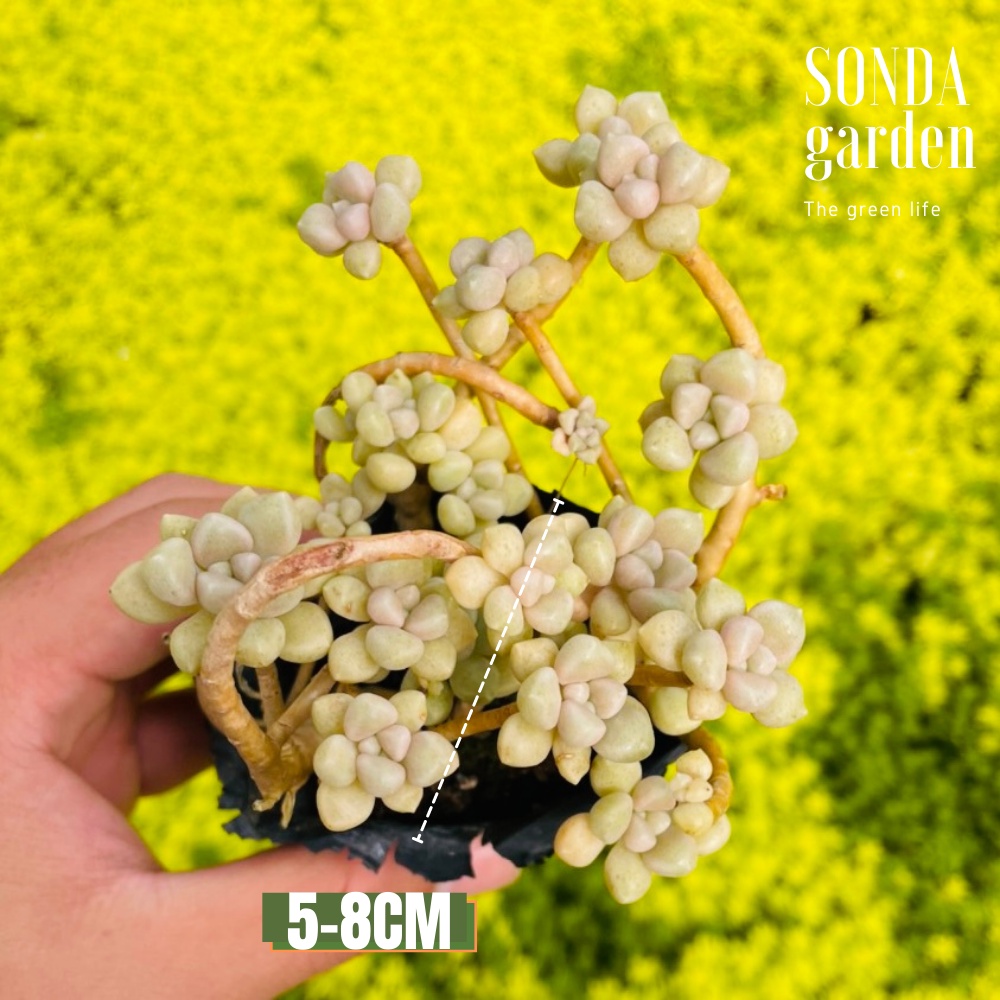 Sen đá kim tuyến cổ thụ full nắng mưa SONDA GARDEN size bé 5-8cm, cây cảnh trang trí nhà cửa, lỗi 1 đổi 1