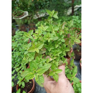 Cây kinh giới oregano - chậu lớn