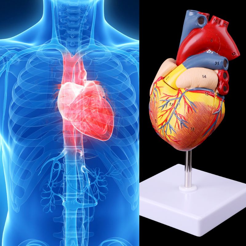 Mô Hình Trái Tim Người Tháo Rời Được Dùng Giảng Dạy Y Tế