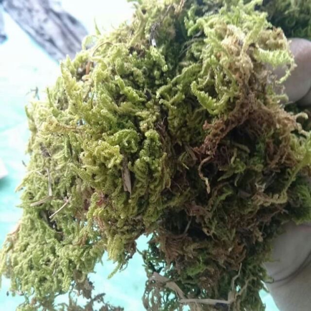 Rêu rừng khô 100gr