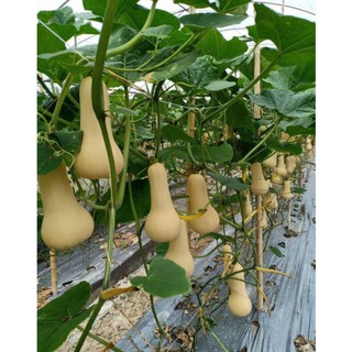 Hạt giống bí ngô mật siêu ngon