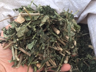 1KG CÂY ĐUÔI CHUỘT HOÀ BÌNH (KHÔ, XANH, SẠCH)