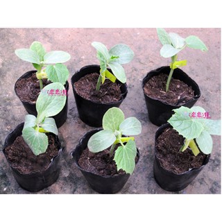 1kg Bầu ươm cây nilong