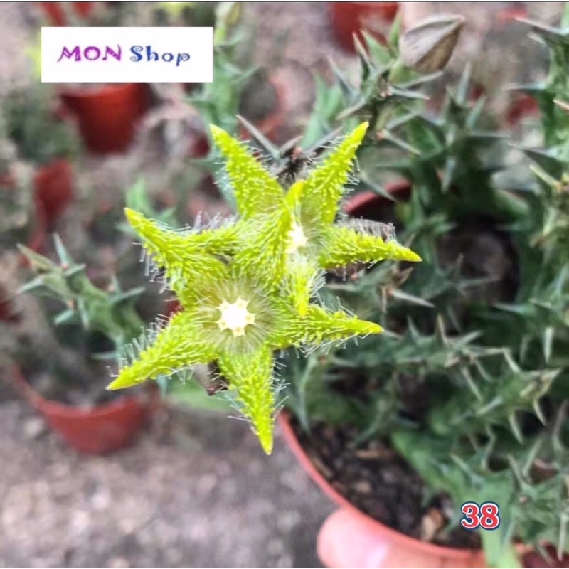 Xương rồng sao biển hoa màu xanh lá tươi mát