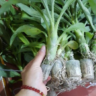 Hoa phong lan  thiên nga màu