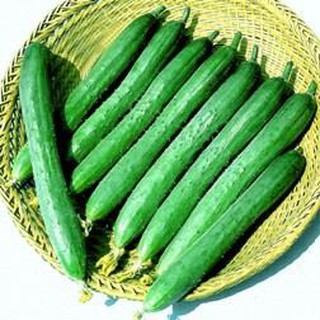 Hạt giống dưa leo chịu chiệt